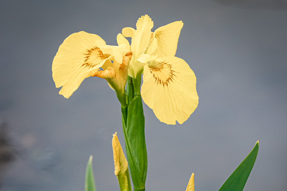 Yellow flag iris or water flag 966x644.jpg