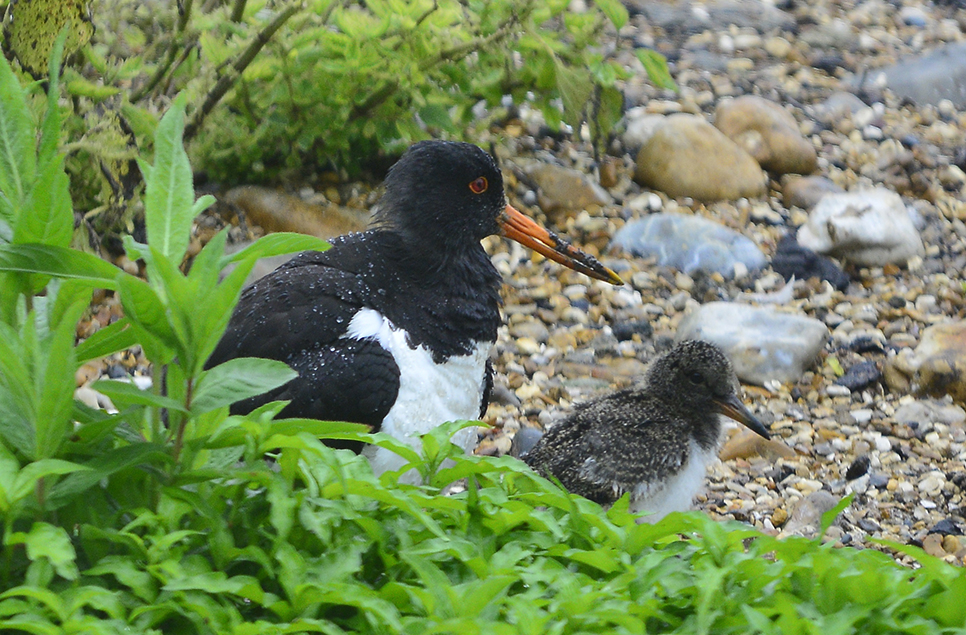 Oystercatcher chick and juvenile kingfisher
