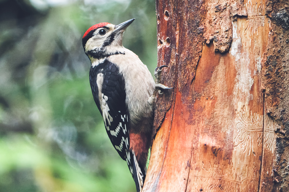 Great-spotted woodpecker juvenile - Ian Henderson 2 966x644.jpg