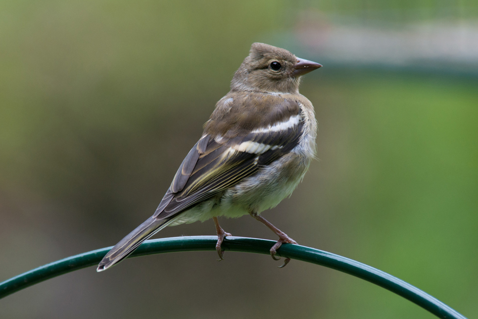 Juvenile chaffinch - WWT stock 966x644.jpg