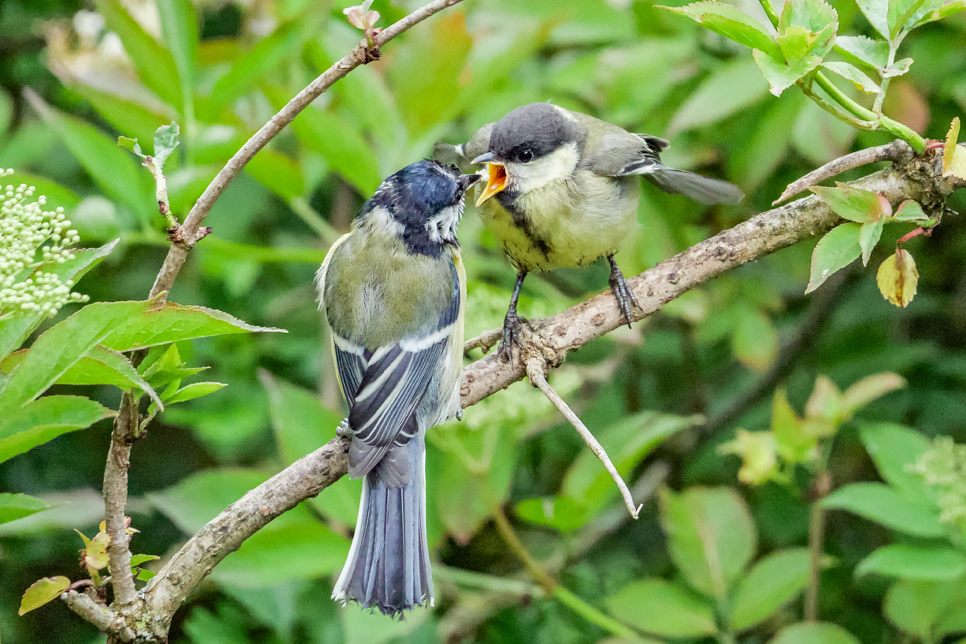 Juvenile great tit being fed - Ian Henderson 966x644.jpg