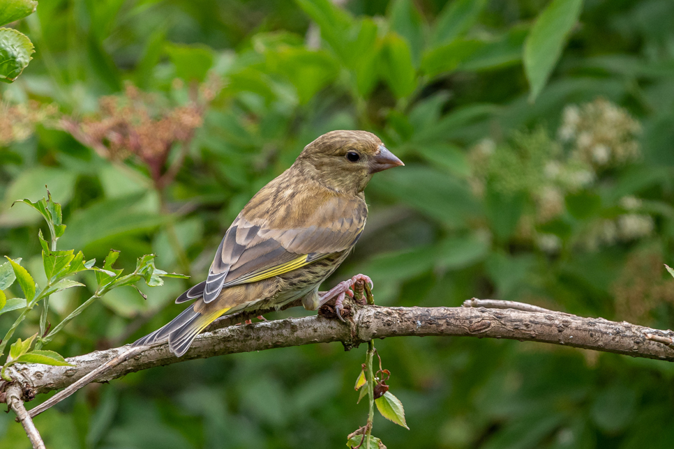 Juvenile greenfinch - Ian Henderson 966x644.jpg