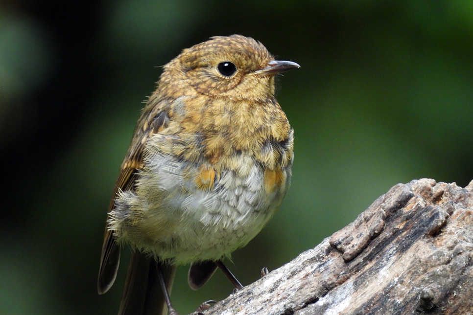 Juvenile robin 966x644 DN.jpg