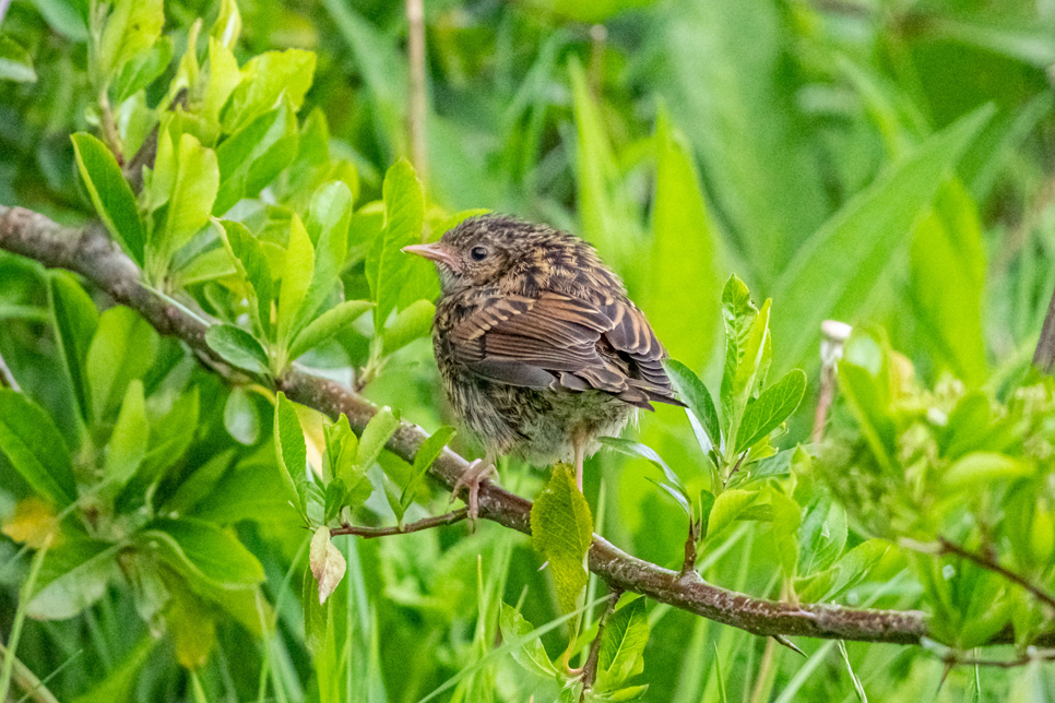 Juvenile dunnock - Ian Henderson 966x644.jpg