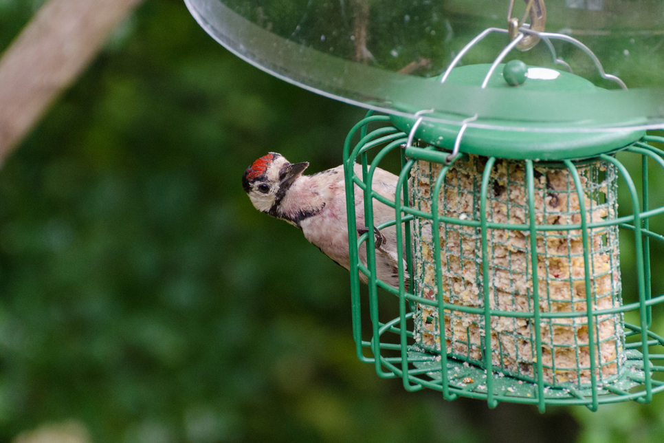Juvenile woodpecker - Ian Henderson 966x644.jpg