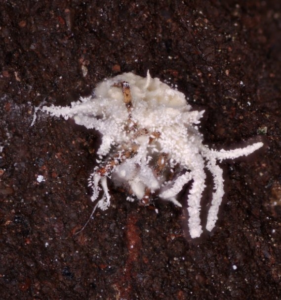 “Gibellula Bangbangus” - Castle Espie finds species new to science