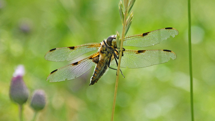 A four spotted chaser dragonfly resting on grass.