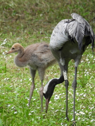 BLOG common crane chick and dad.jpg