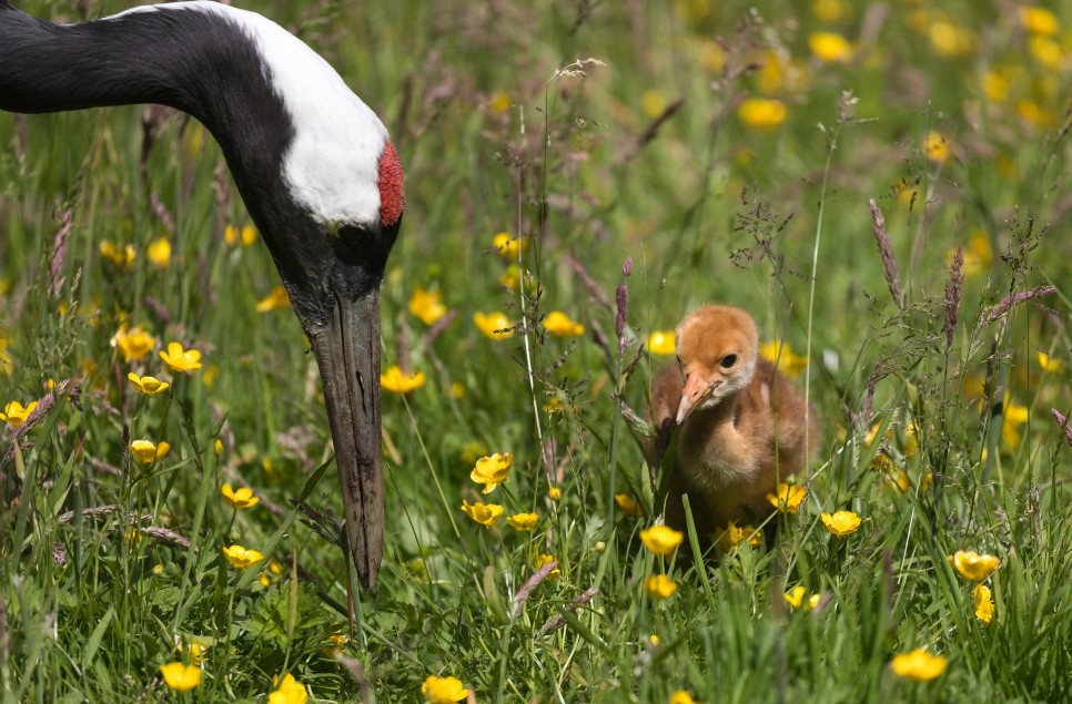 Red-Crowned Crane Chick Hatches at WWT Martin Mere Wetland Centre
