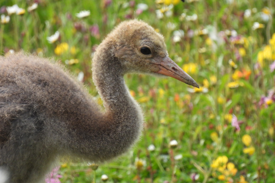 History-making common crane chick is thriving one month on