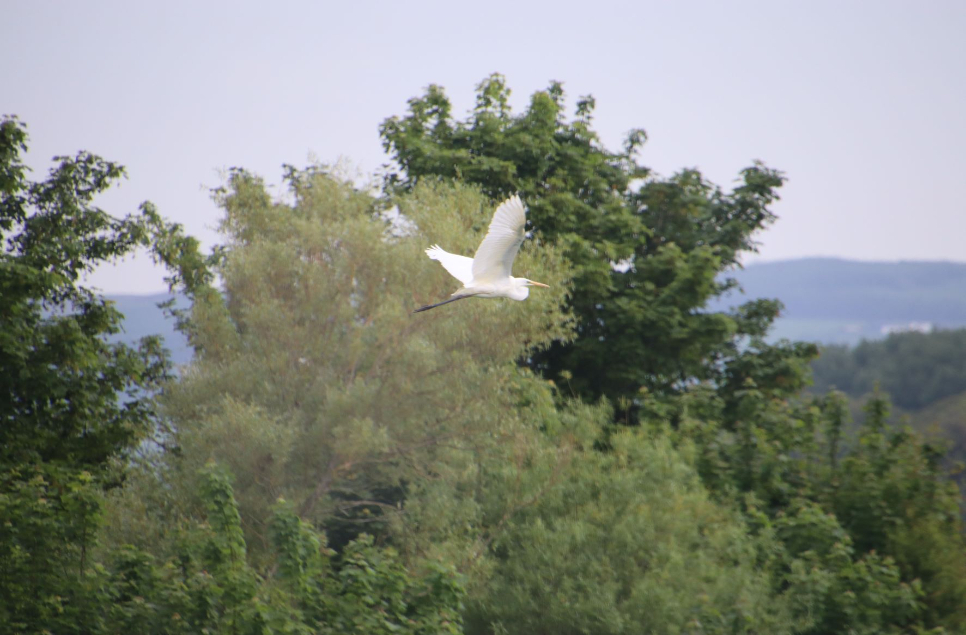 Great Egret-spectations