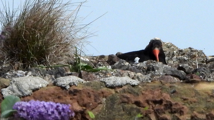 717x403 oystercatcher on SMH roof.jpg