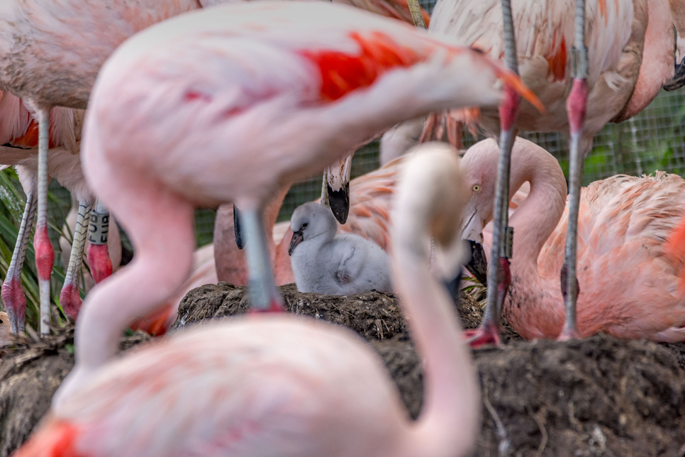 Flamingo chick (11) 966x644.jpg