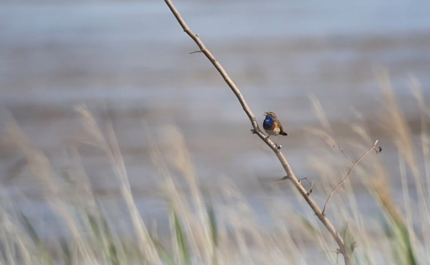 Information if coming to look for the Bluethroat.