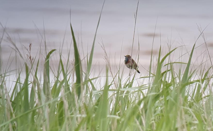 Bluethroat showing well