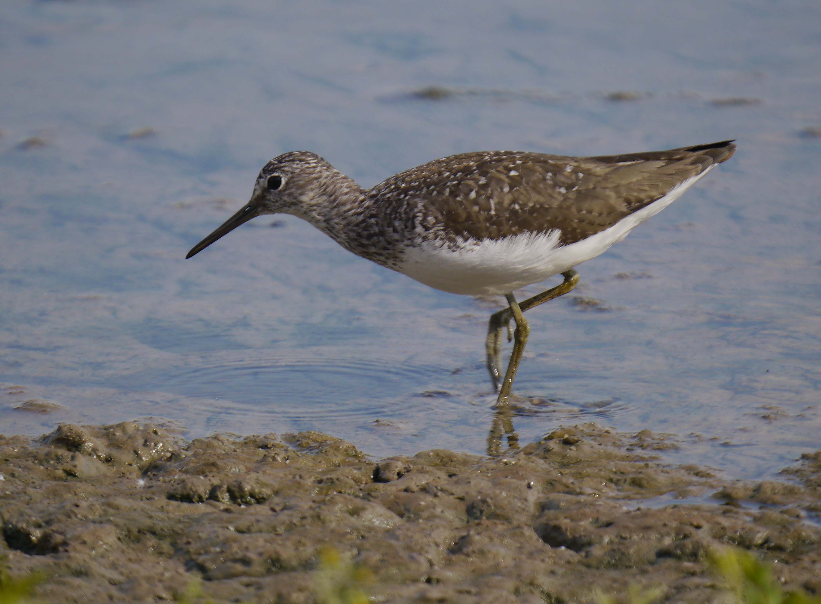 Wildlife Sightings for 6th July 2026