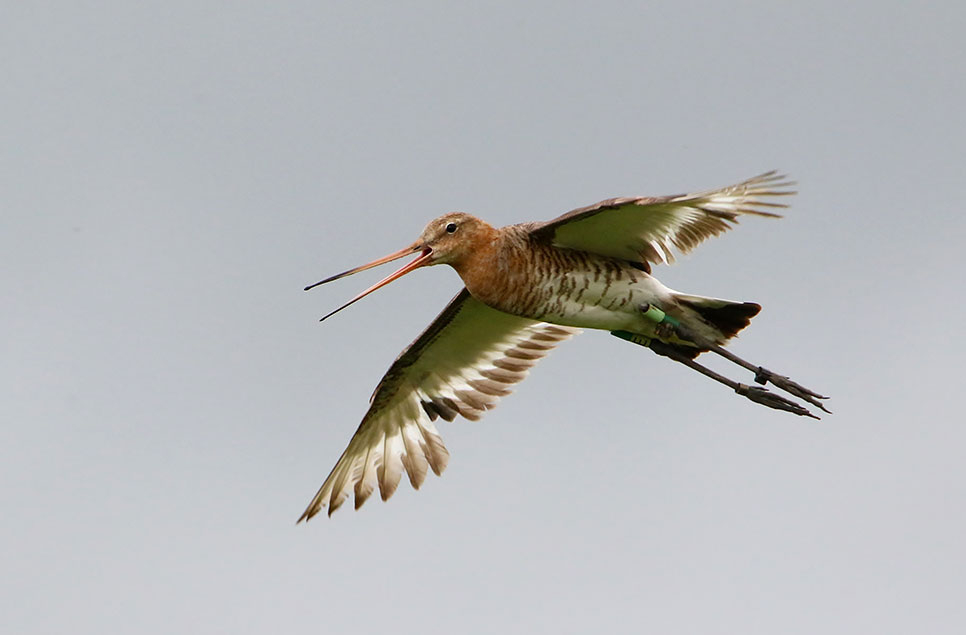 Critically endangered black-tailed godwits thrown lifeline in the Fens