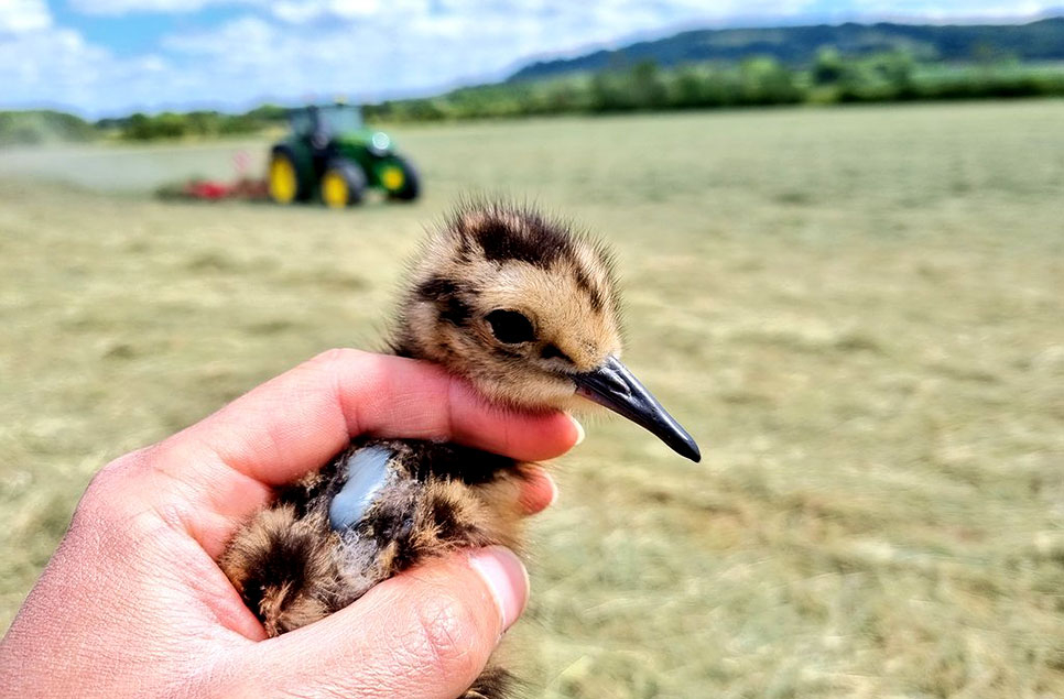 Farmers help save critically endangered curlews in Severn and Avon Vale meadows