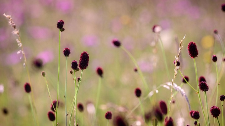 Great burnet flowering in a meadow