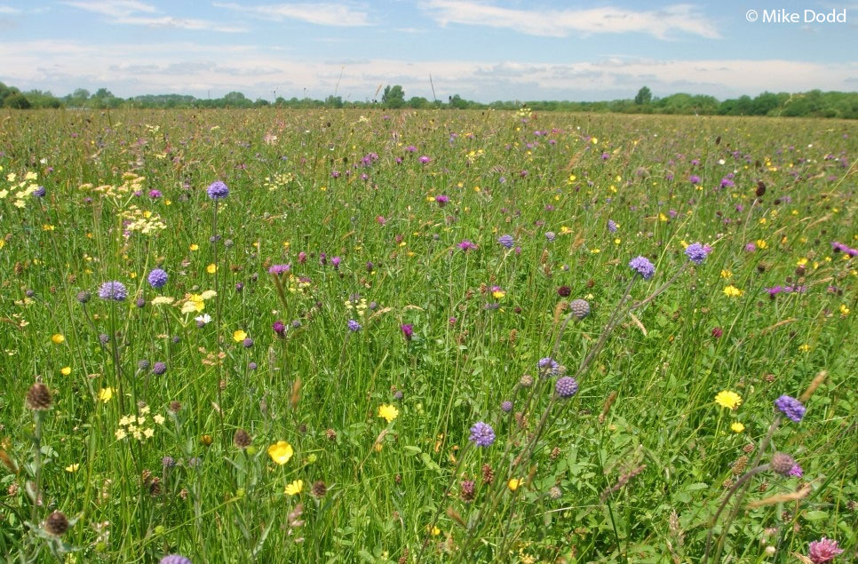 Could our ancient floodplain meadows help turn the tide on our nature and climate emergencies? 