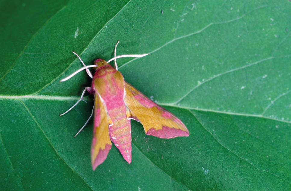Moth Survey Results - 02/06/2026