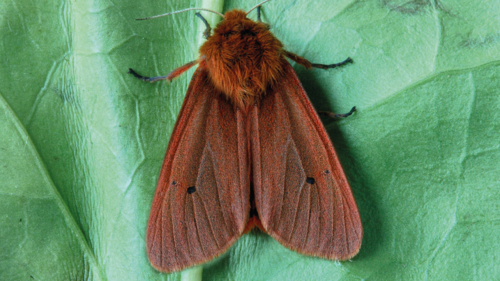 Moth Survey Results - 08/09/2026