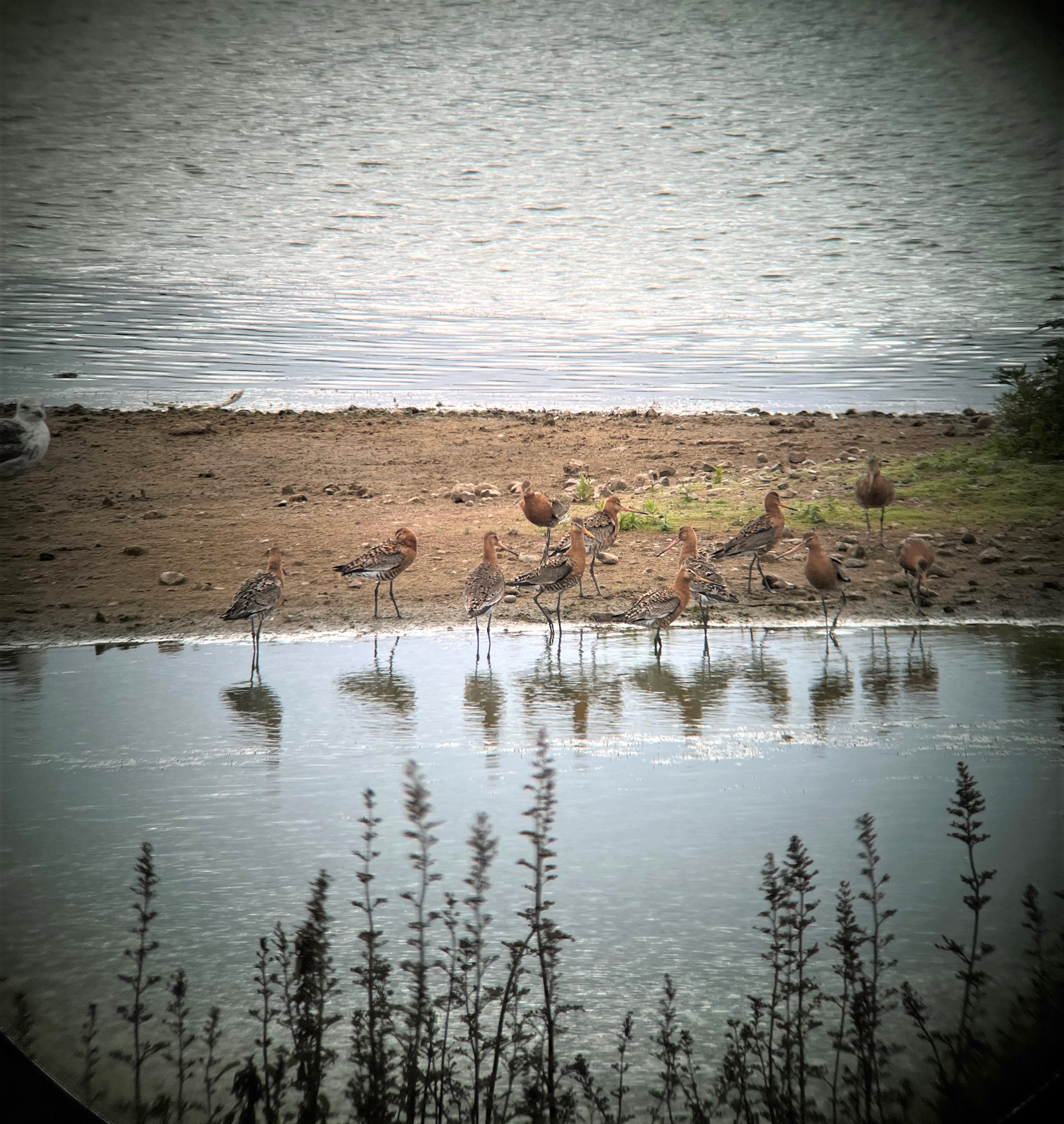 Wildlife Sightings for 30th July 2026