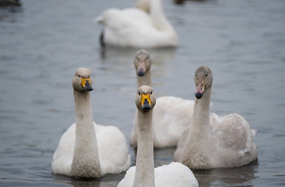 Swans sacrifice rest to squabble