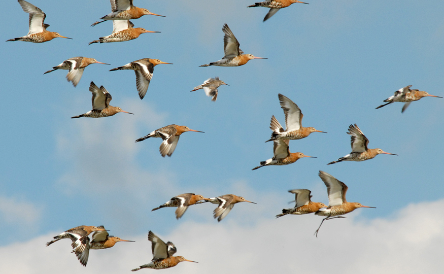 Black-tailed Godwit flock increasing