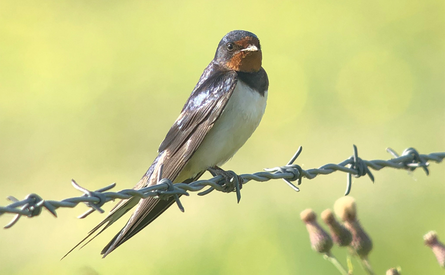 Busy nesting Swallows