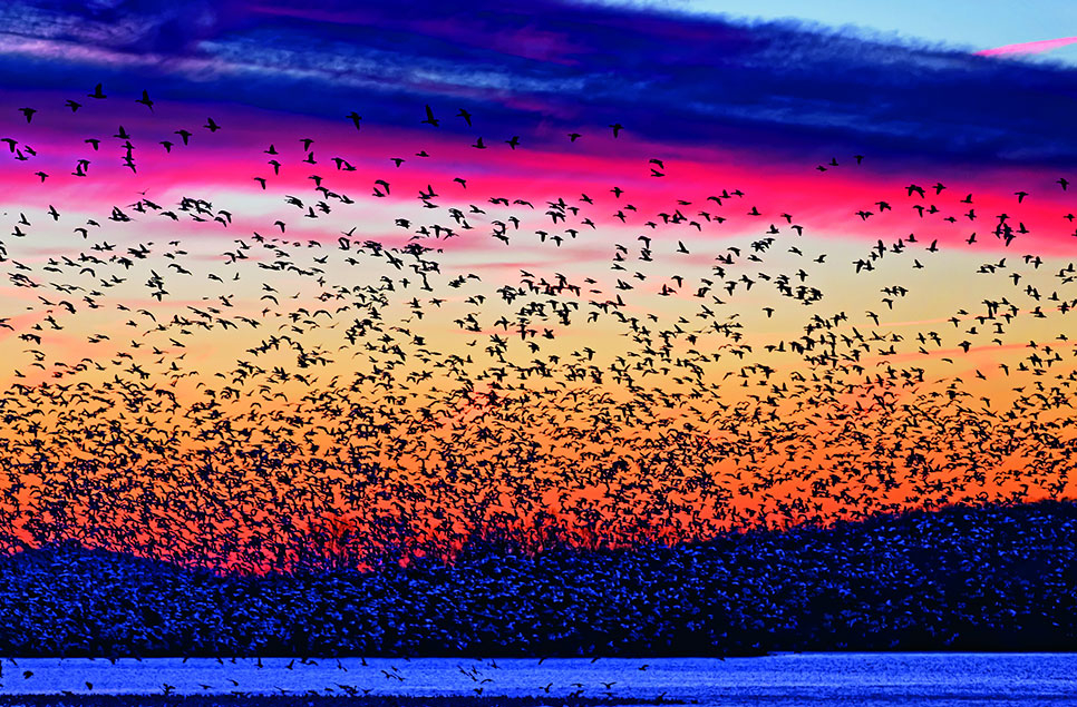 North West Bird Watching Festival 2026