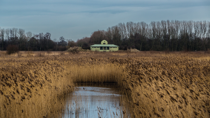 Reedbed.png