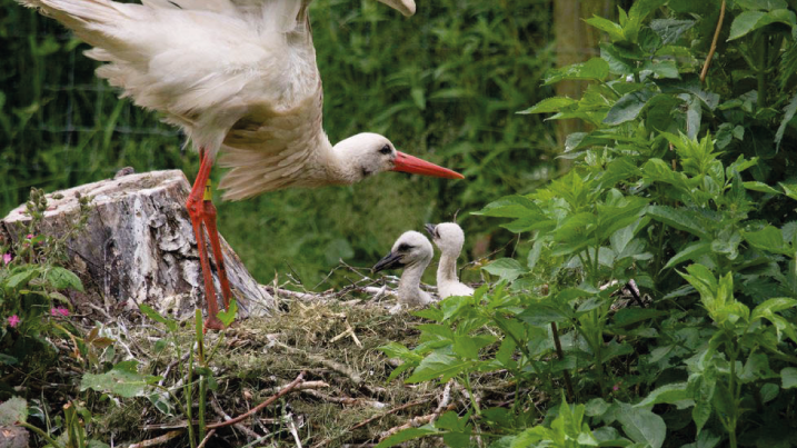 Young stork chicks