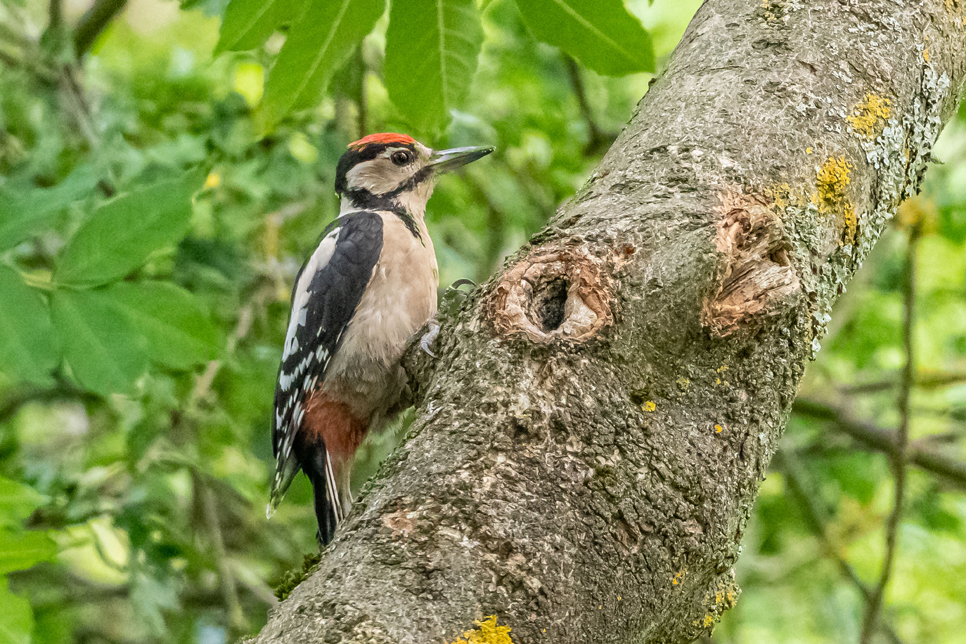 Juvenile woodpecker - 966x644.jpg