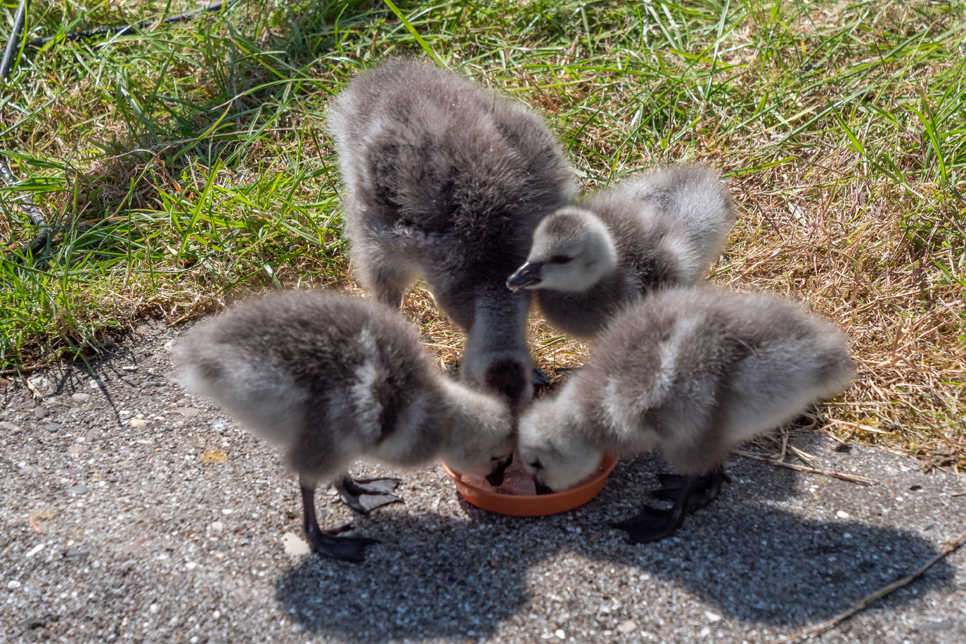 Paradise shelducklings 966x644.jpg