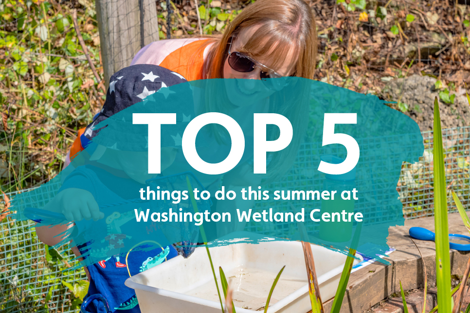 Top 5 things to do this summer at Washington Wetland Centre