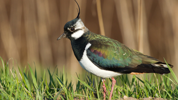 lapwing.png