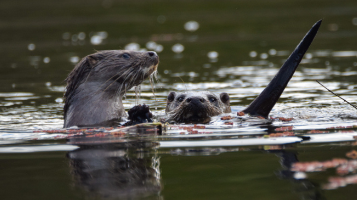 Otters by Ezra Sherwell