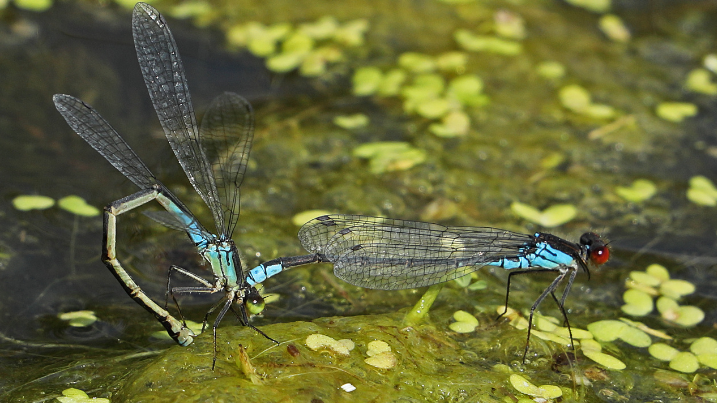 small re damselfly.png