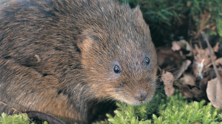 water vole.JPG