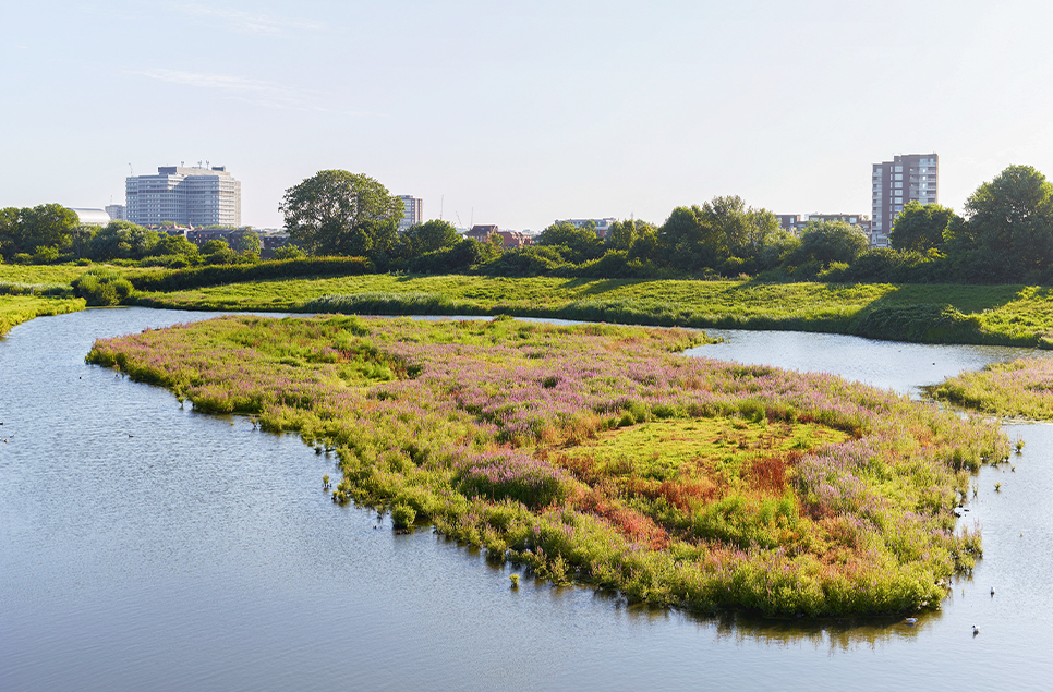 Hot cities and cool wetlands 