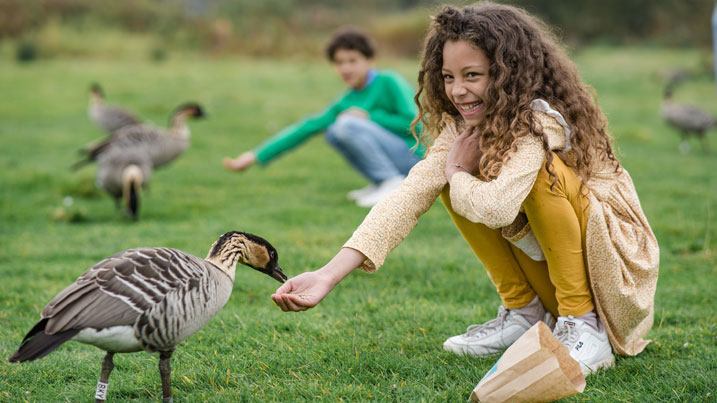 Young girl hand feeding a nene goose