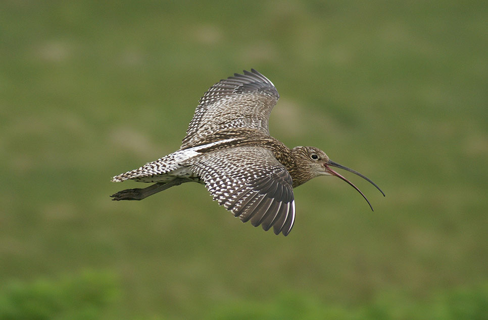 Curlews fly free on Dartmoor as part of project to save iconic species