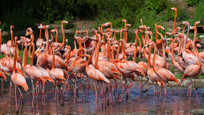 Flamingos