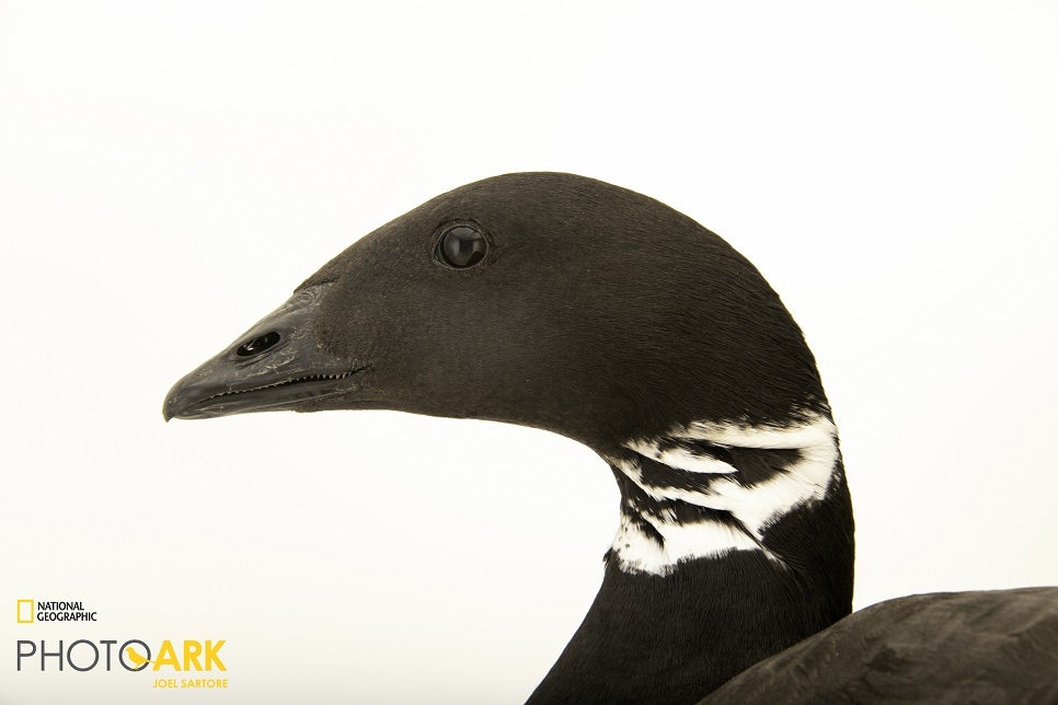 Slimbridge teams up with National Geographic Society Photo Ark