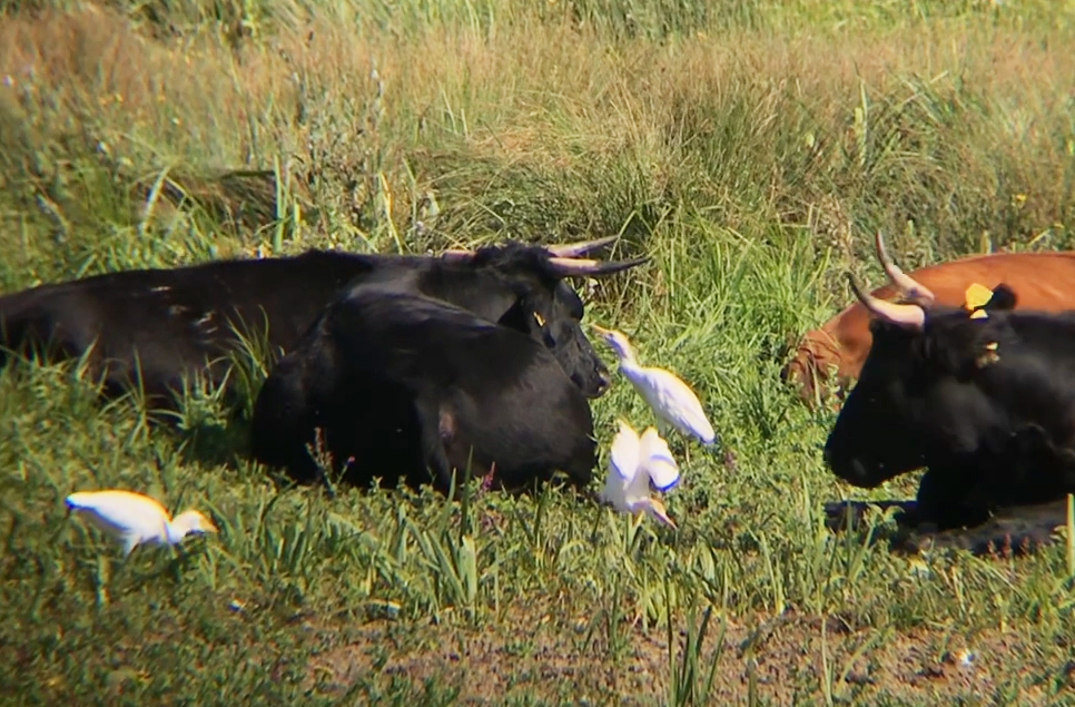 Kingfishers & cattle egrets