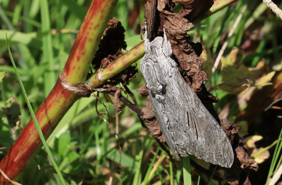 Massive moth & Wood sandpiper