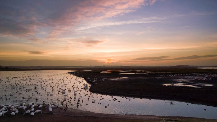 Beautiful lake at sunset with hundreds of waterbirds