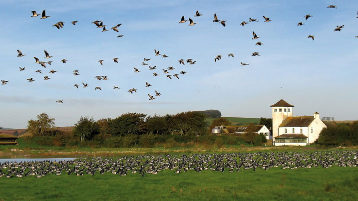 Flocks of barnacle geese flying and on the ground by the WWT Caerlaverock farmhouse building