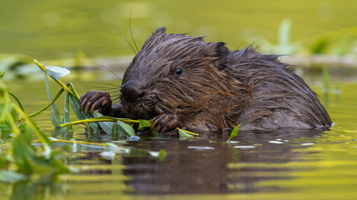 Beaver submerged in water, chewing on branches
